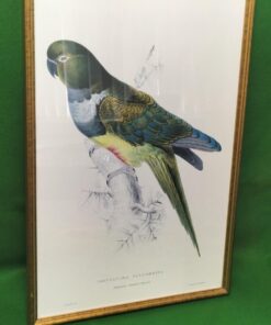 Patagonian Parrakeet-Maccaw Print