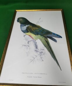 Alternative view of Patagonian Parrakeet-Maccaw Print